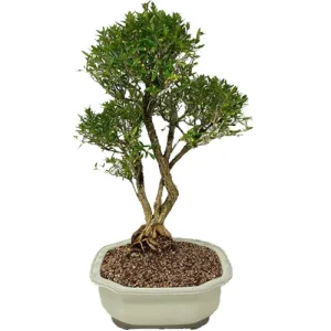 Snow Rose Bonsai Care Guide