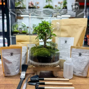 Terrarium Kit - Broom Fukien Tea Tree