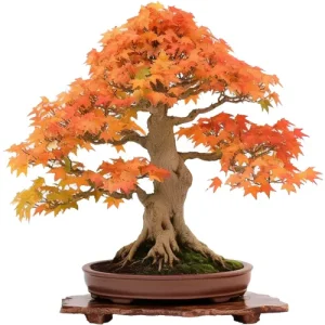Trident Maple Bonsai Care Guide