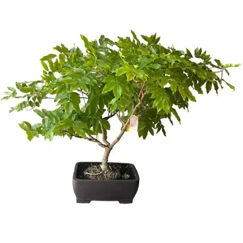 Wisteria bonsai in a narrow square blue pot with a dense canopy of foliage, without bloom