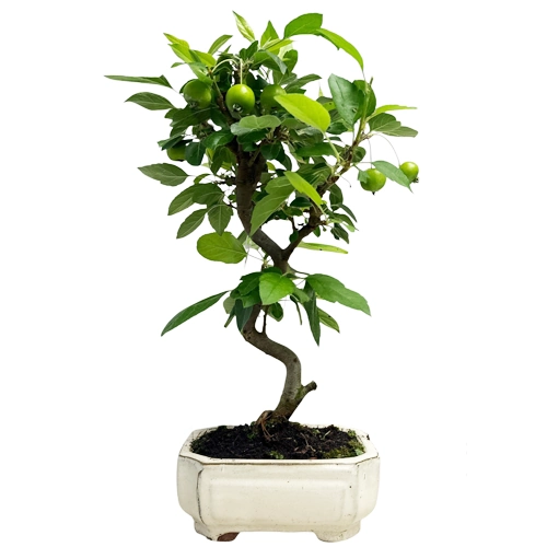 Artistic Malus Domestica- Crab Apple 44cm - Miyagi Bonsai