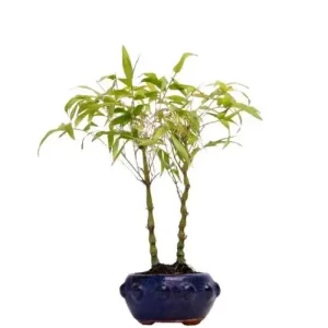 Bamboo Bonsai Care Guide