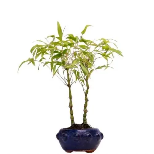 Bamboo Bonsai Care Guide Made Simple: Easy Steps to a Thriving Plant