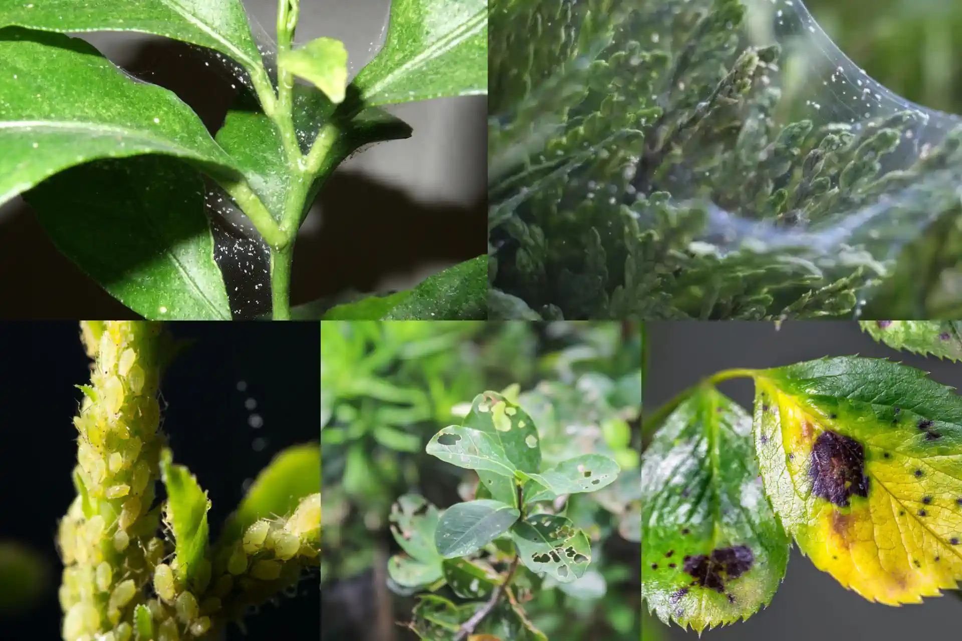 Bonsai Pests and Diseases: Identification, Symptoms, and Treatment - Miyagi  Bonsai