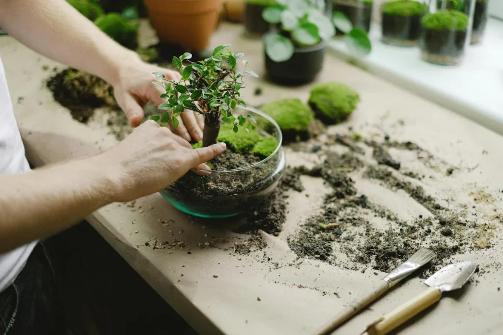 How to Repot a Bonsai Tree (Step-by-Step Guide) - Miyagi Bonsai
