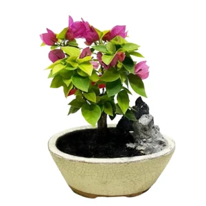Bougainvillea Bonsai Care Guide