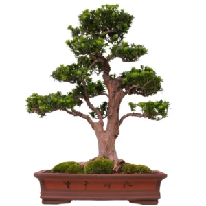 Buddhist Pine Bonsai Care Guide