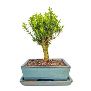 Artistic Chinese Box Tree Inc Tray 29cm