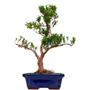Chinese Box Tree Bonsai Care Guide