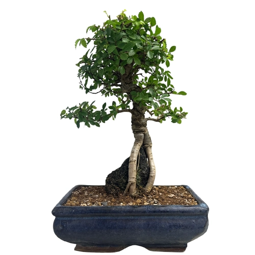 Chinese Elm Inc Tray 31cm