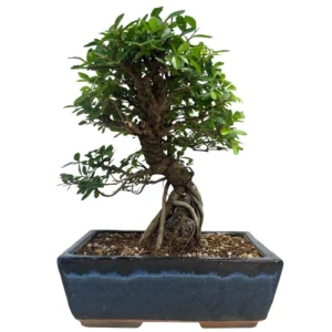 Chinese Elm 28cm