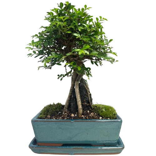 Chinese Elm Inc Tray 37cm