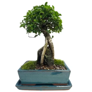 Chinese Elm Inc Tray 39cm