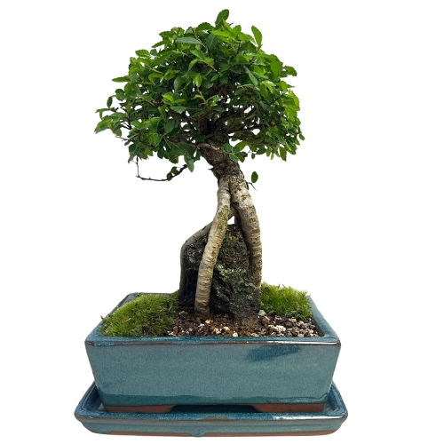 Chinese Elm Inc Tray 39cm