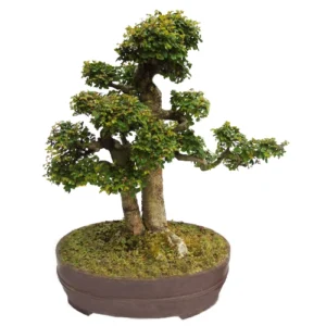 Chinese Elm Bonsai Care Guide