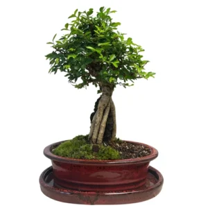 Chinese Elm Inc Tray 35cm