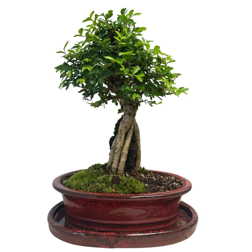 Chinese Elm Inc Tray 35cm