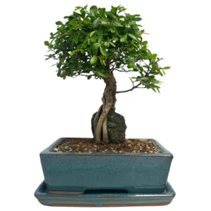 Chinese Elm Inc Tray 34cm