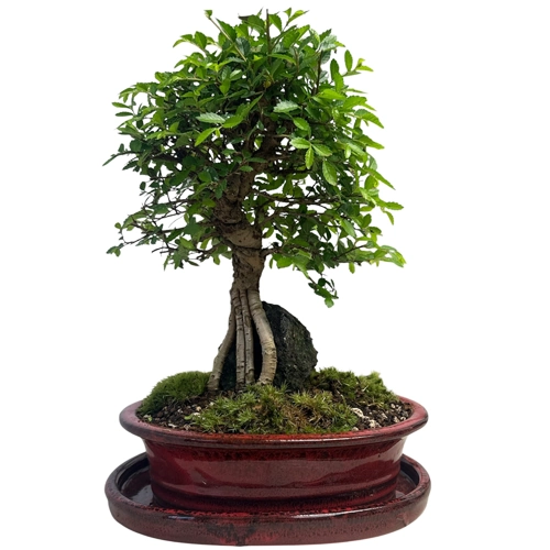 Chinese Elm Inc Tray 34cm