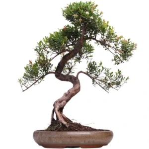 Chinese Myrtle Bonsai Care Guide