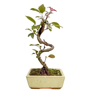 Malus Domestica - Crab Apple 33cm