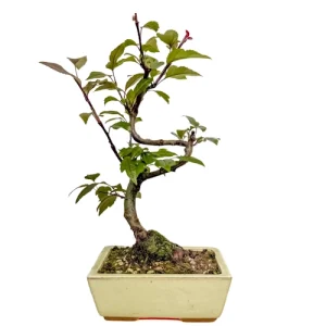Malus Domestica- Crab Apple 32cm