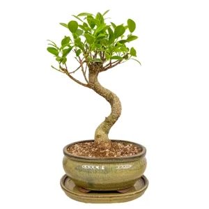 Ficus Inc Tray 34cm