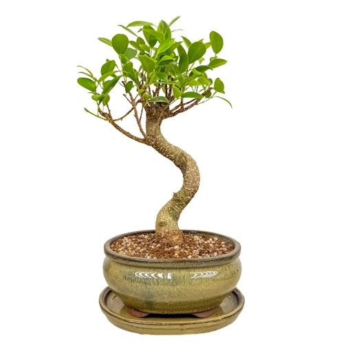 Ficus Inc Tray 34cm