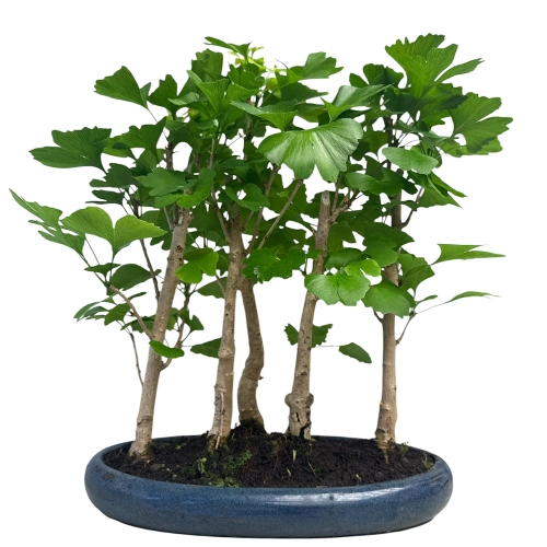 Forest Ginkgo Biloba 52cm