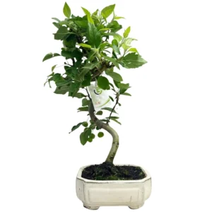 Fruiting Malus Domestica - Crab Apple 48cm