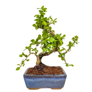 Fukien Tea Tree 30cm