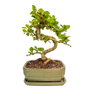 Shaped Fukien Tea Tree Inc Tray 27cm