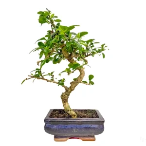 Fukien Tea Tree 33cm