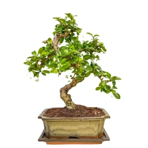 Fukien Tea Tree Inc Tray 34cm
