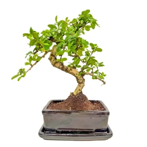 Special Fukien Tea Tree Inc Tray 33cm