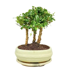 Fukien Tea Tree Forest Inc Tray 30cm