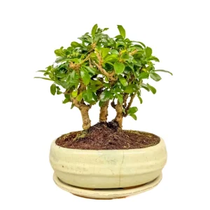 Fukien Tea Tree Forest Inc Tray 24cm