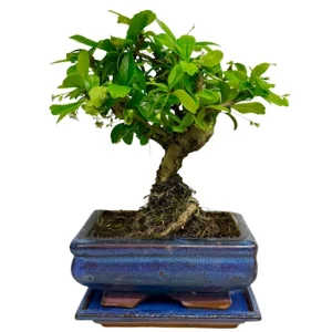 Beautiful Fukien Tea Tree 23cm Inc Tray