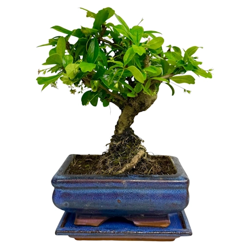 Beautiful Fukien Tea Tree 23cm Inc Tray
