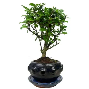 Are You Ready for the Most Beautiful Fukien Tea Tree Bonsai for Sale