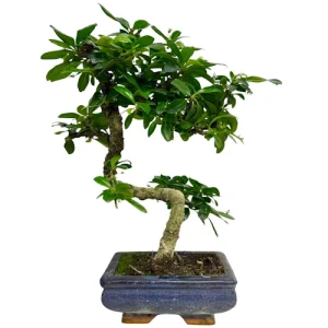 Fukien Tea Tree 35cm