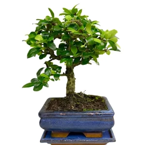 Fukien Tea Tree 27cm Inc Tray
