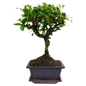 Fukien Tea Tree Inc Tray 26cm