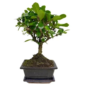 Fukien Tea Tree 25cm Inc Tray