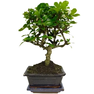 Fukien Tea Tree 26cm Inc Tray