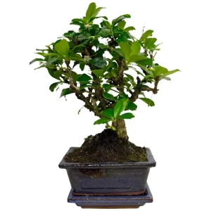 Fukien Tea Tree 25cm Inc Tray