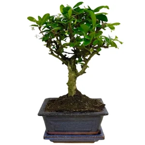 Fukien Tea Tree 24cm Inc Tray