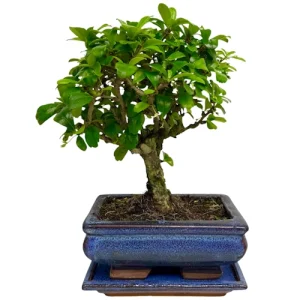 Fukien Tea Tree 24cm Inc Tray
