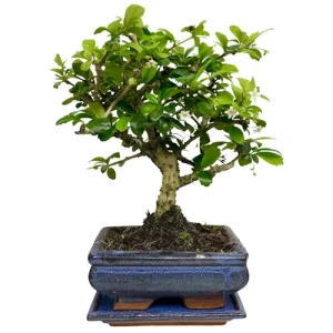 Fukien Tea Tree Inc Tray 28cm