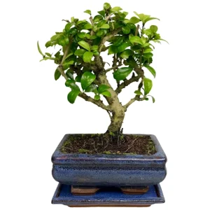 Fukien Tea Tree 25cm Inc Tray